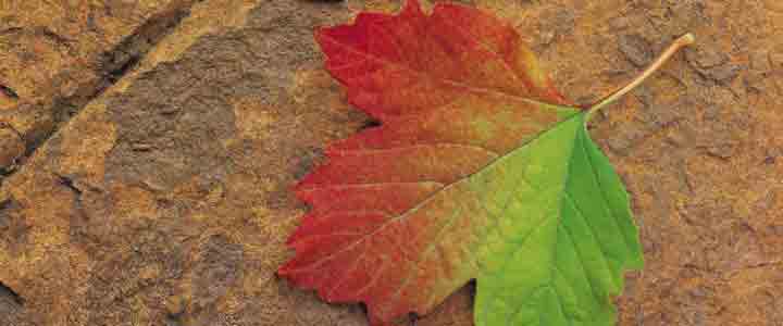 Autumn Scavenger Hunt for Kids