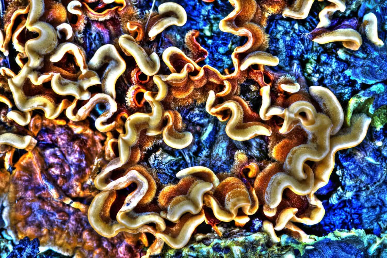 virtual field trip with the Nature Conservatory to the Coral Reefs of Palau