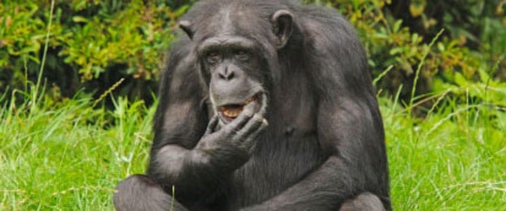 Books about Jane Goodall